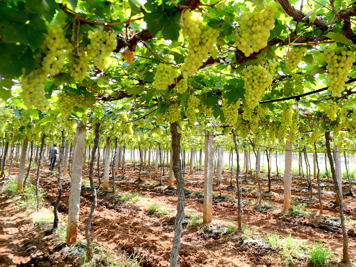 Grapes Festival in Hyderabad Photo Gallery - Sakshi10