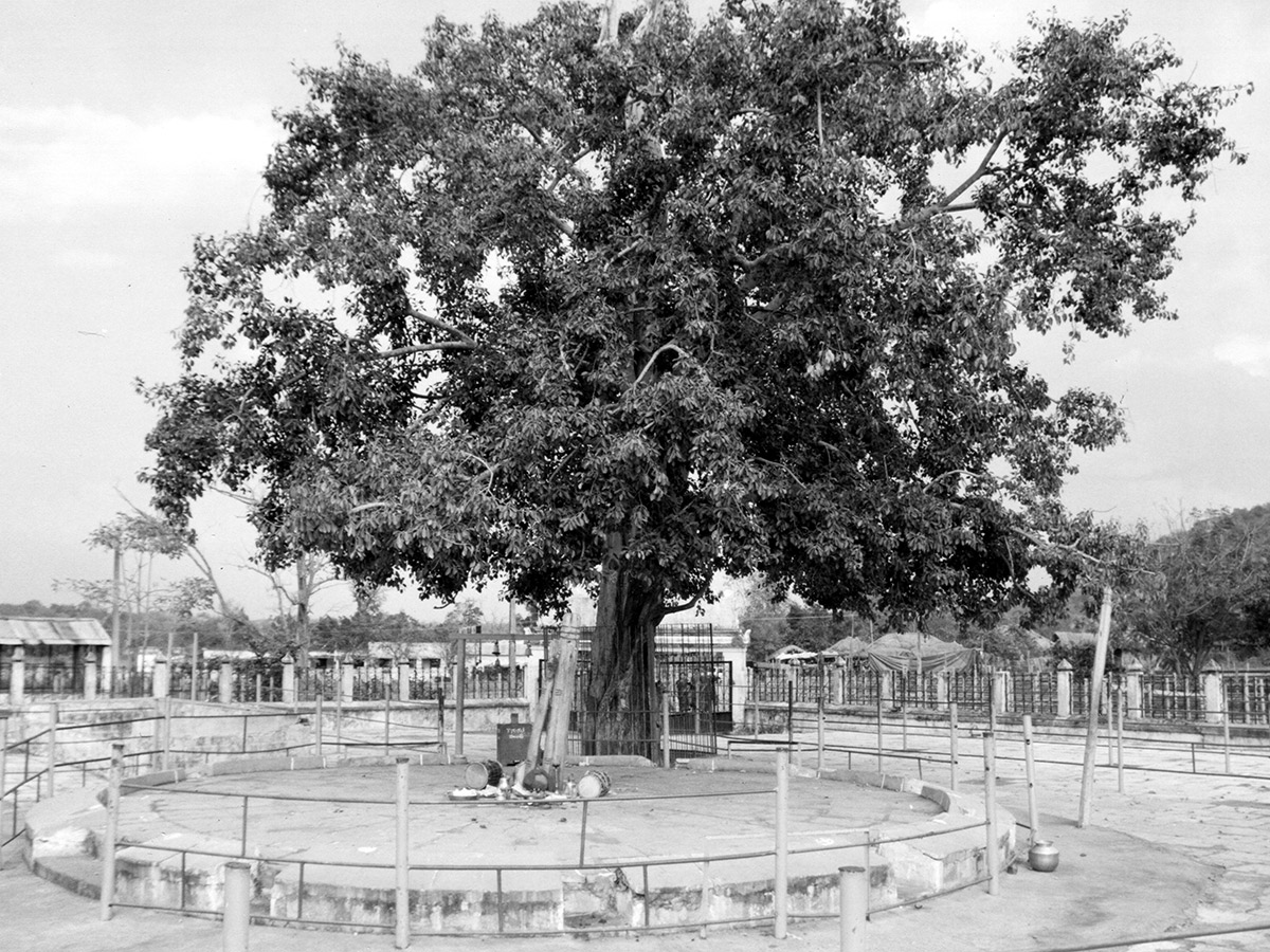 Medaram Sammakka Saralamma Jatara Old Photos Gallery - Sakshi16