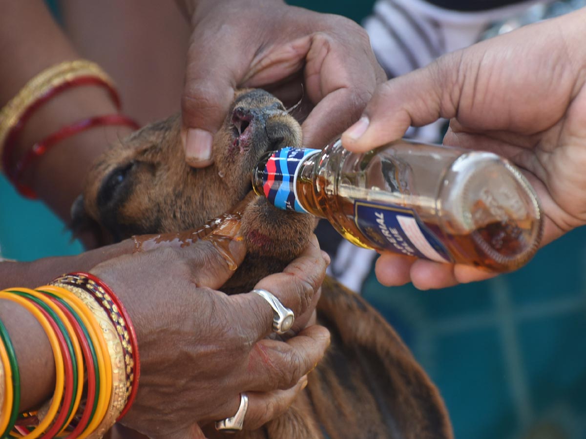 Medaram Sammakka Sarakka Jatara 2020 Photo Gallery - Sakshi32