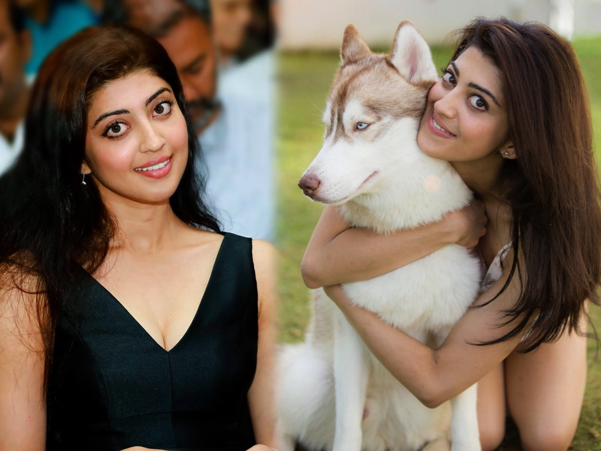 Actress Pranitha Subhash Exclusive Photo Gallery - Sakshi1