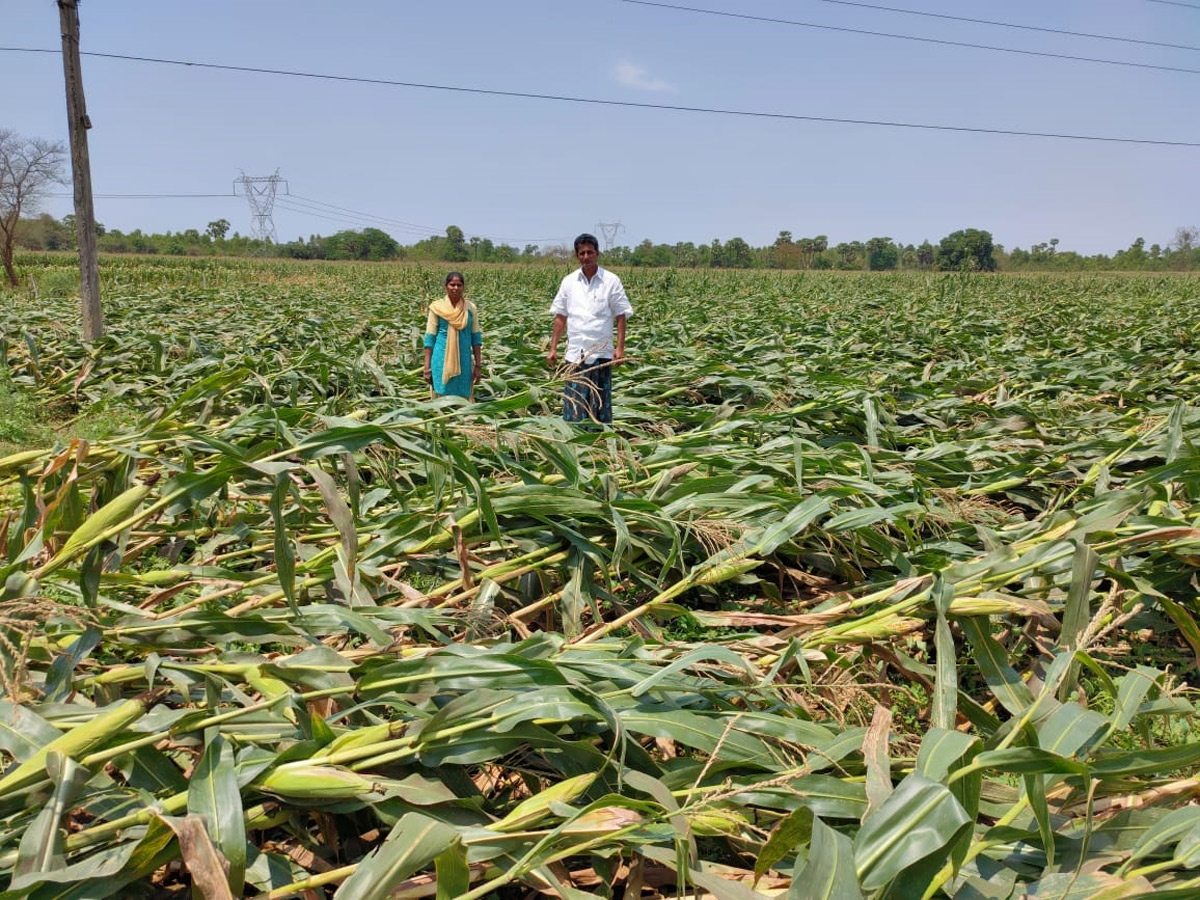 Heavy Rain Andhra Pradesh and Telangana Photo Gallery - Sakshi41