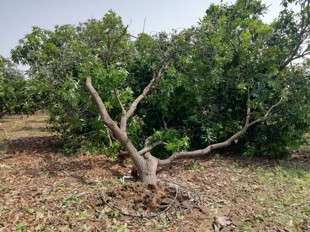 Rain in Andhra Pradesh Photo Gallery - Sakshi14