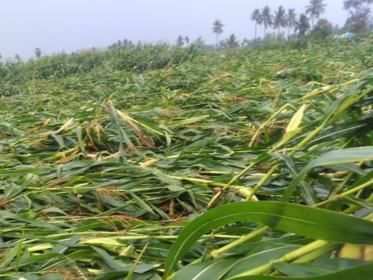 Rain in Andhra Pradesh Photo Gallery - Sakshi4