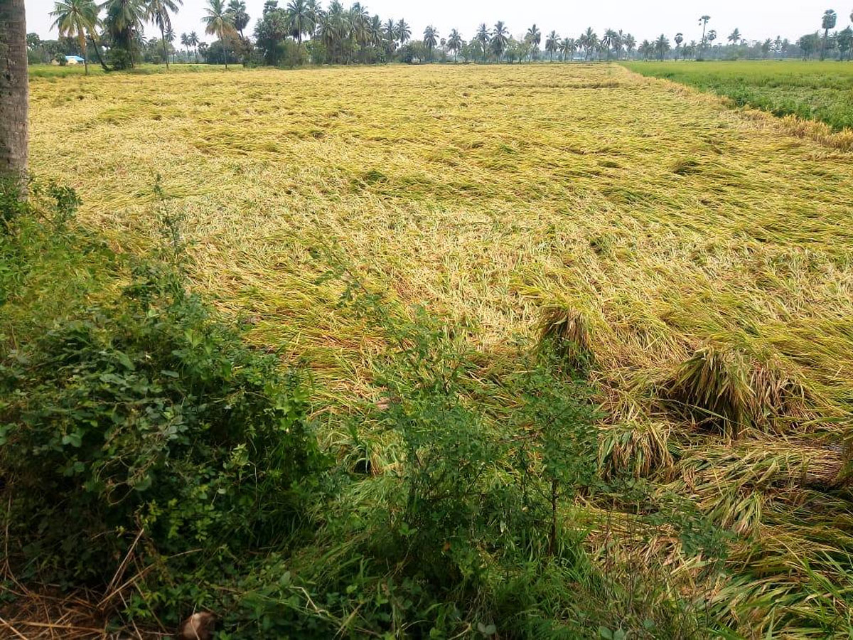 Rain in Andhra Pradesh Photo Gallery - Sakshi5