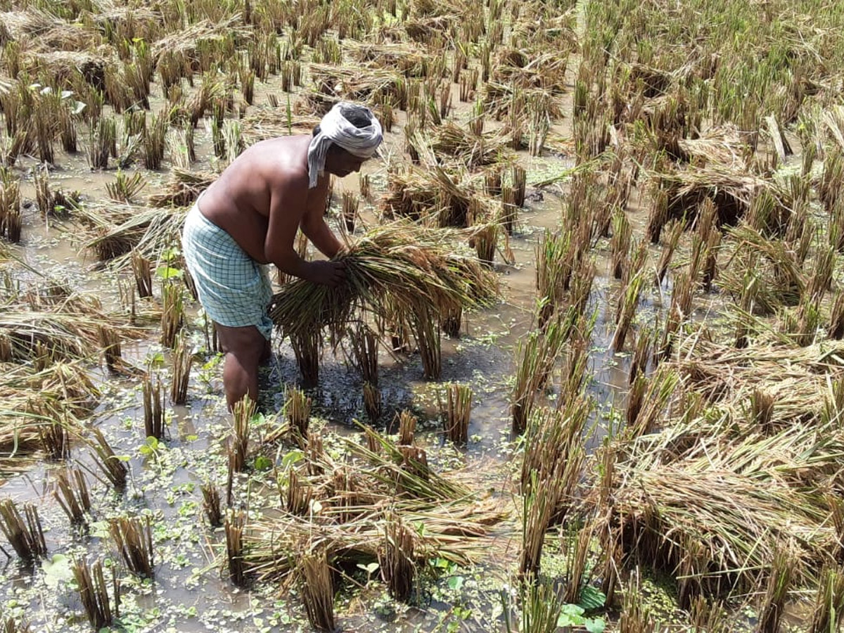 Rain in Andhra Pradesh Photo Gallery - Sakshi6