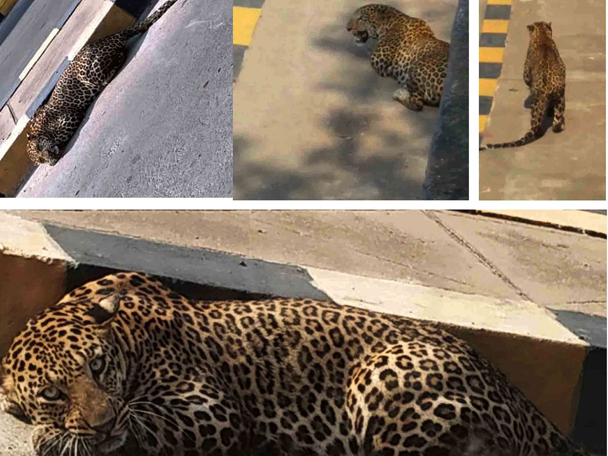 Leopard found in hyderabad Road Photo Gallery - Sakshi1