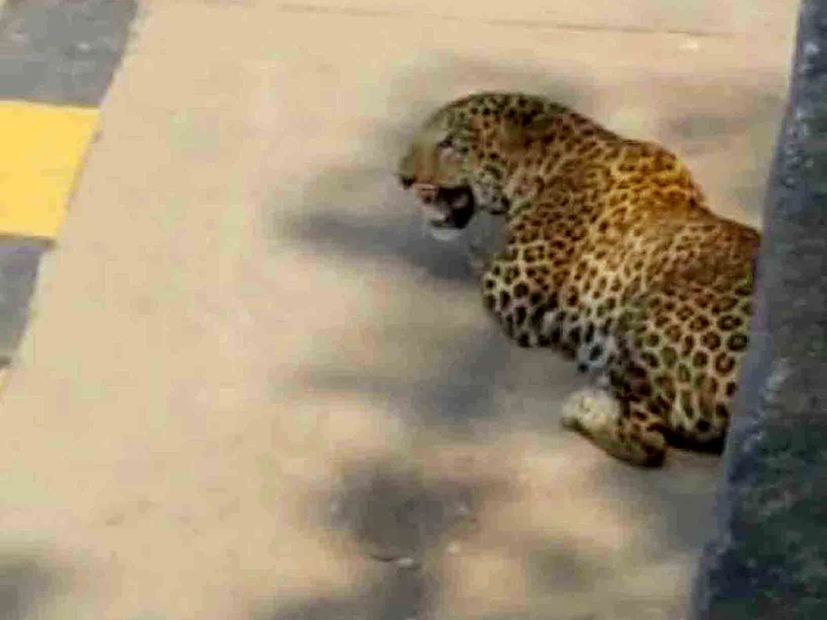 Leopard found in hyderabad Road Photo Gallery - Sakshi13