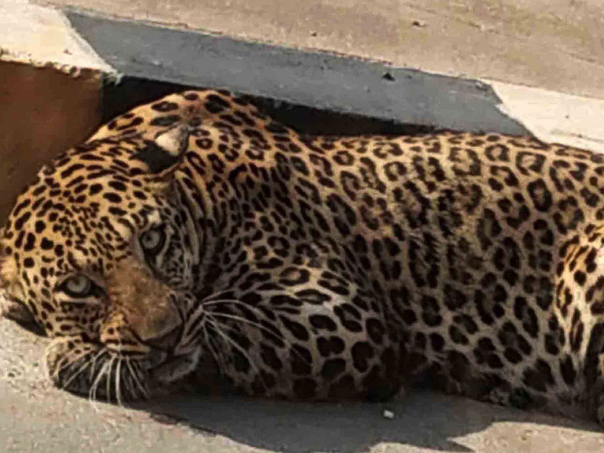 Leopard found in hyderabad Road Photo Gallery - Sakshi2