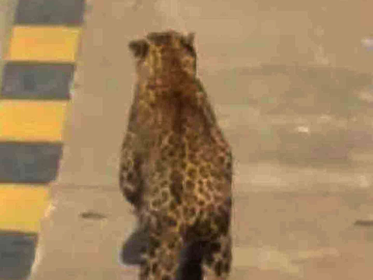 Leopard found in hyderabad Road Photo Gallery - Sakshi7