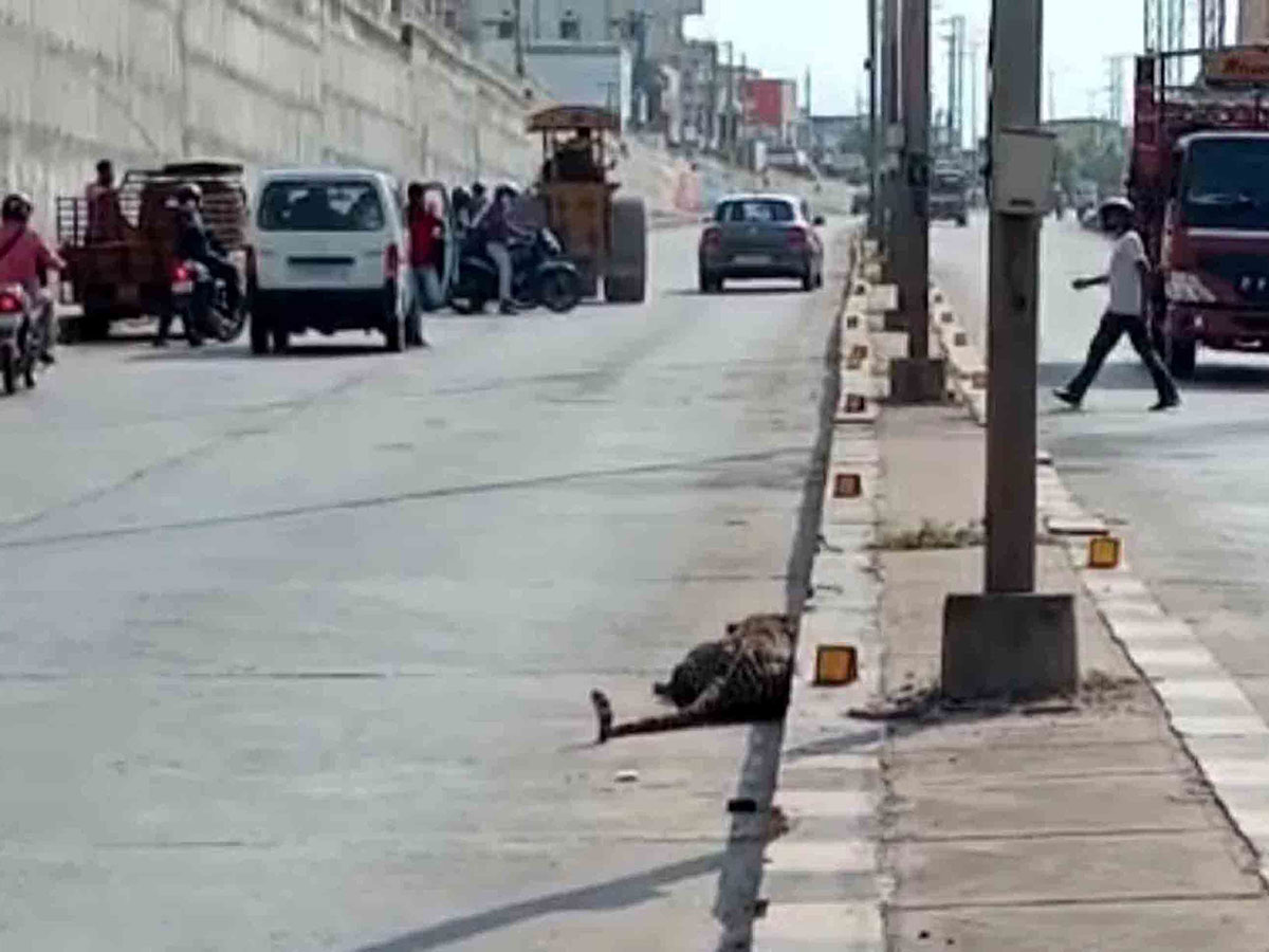 Leopard found in hyderabad Road Photo Gallery - Sakshi8