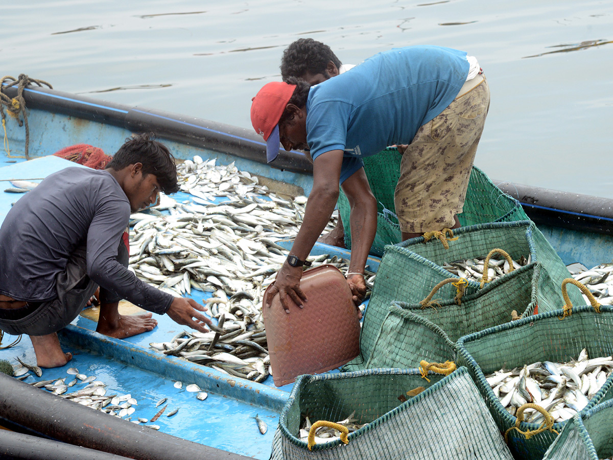 visakhapatnam fishing harbour photo gallery - Sakshi3