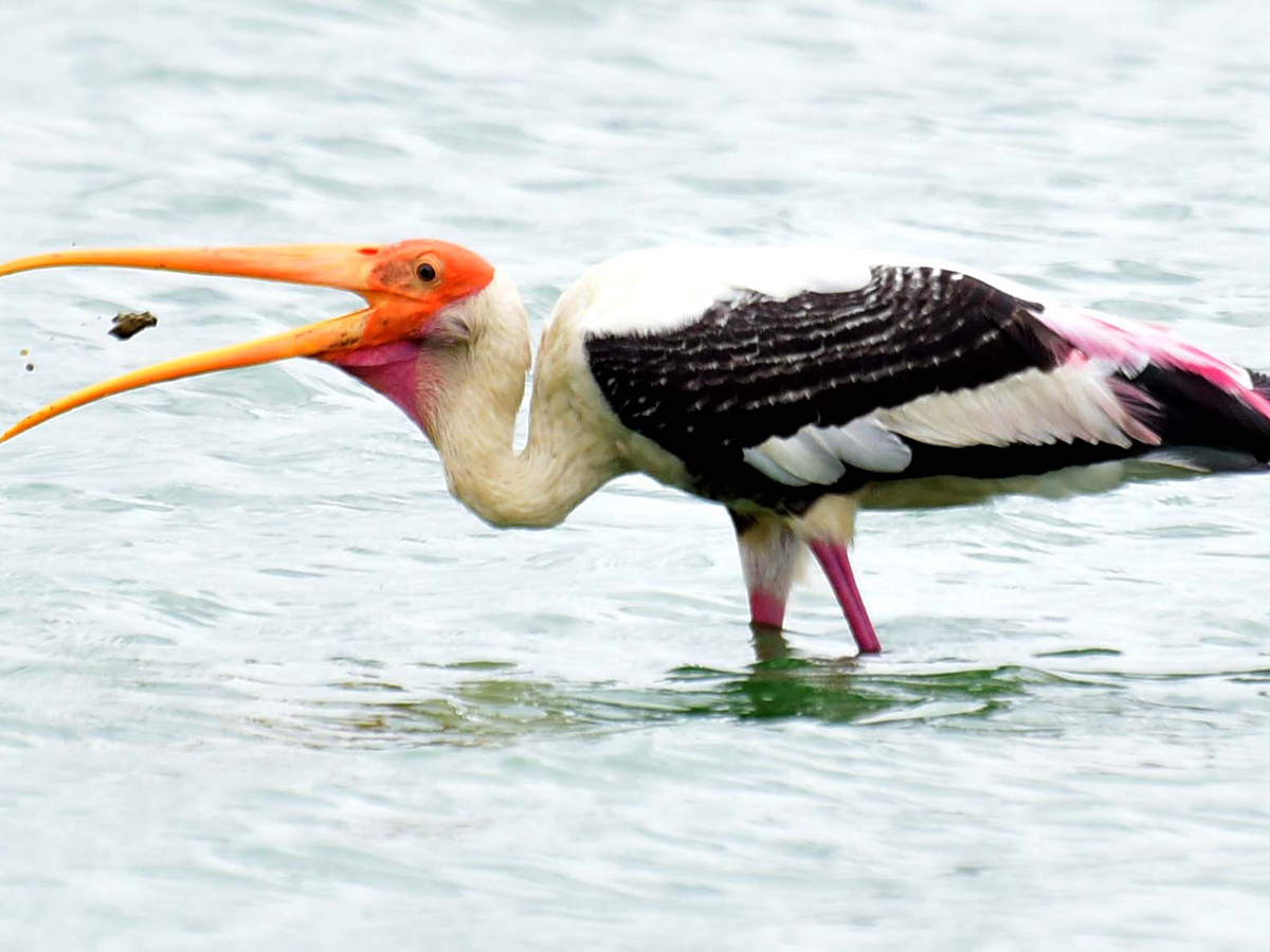 Flamingo Birds in Ameenpur Pond Photo Gallery - Sakshi1