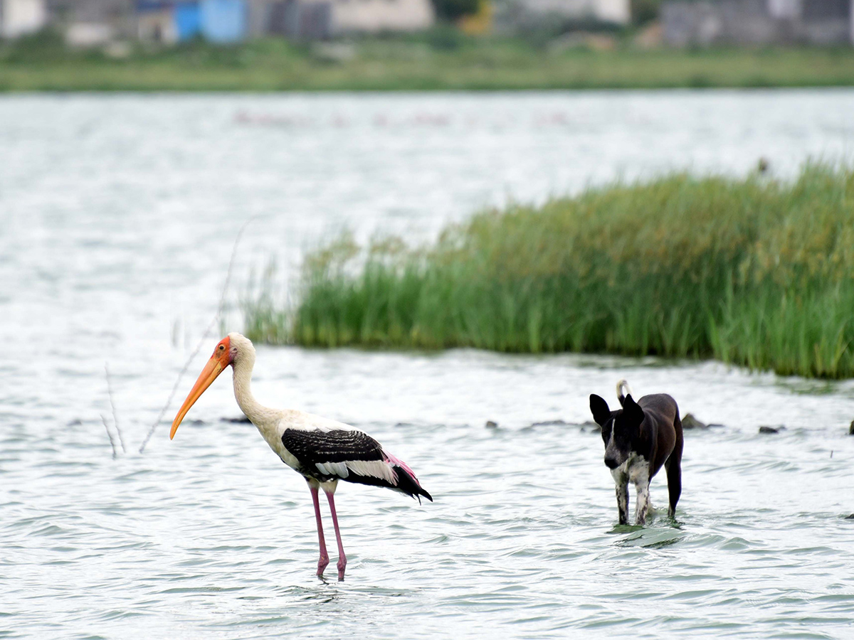 Flamingo Birds in Ameenpur Pond Photo Gallery - Sakshi10