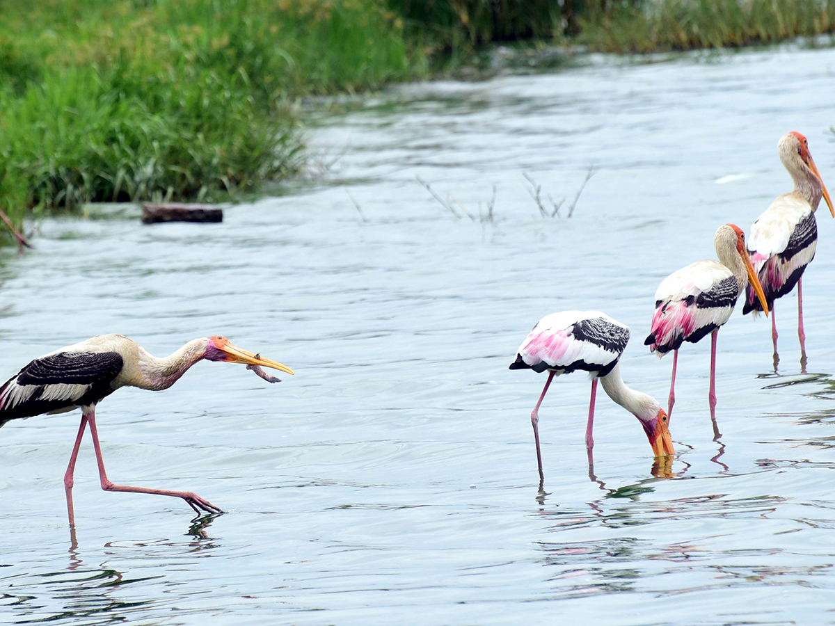 Flamingo Birds in Ameenpur Pond Photo Gallery - Sakshi11