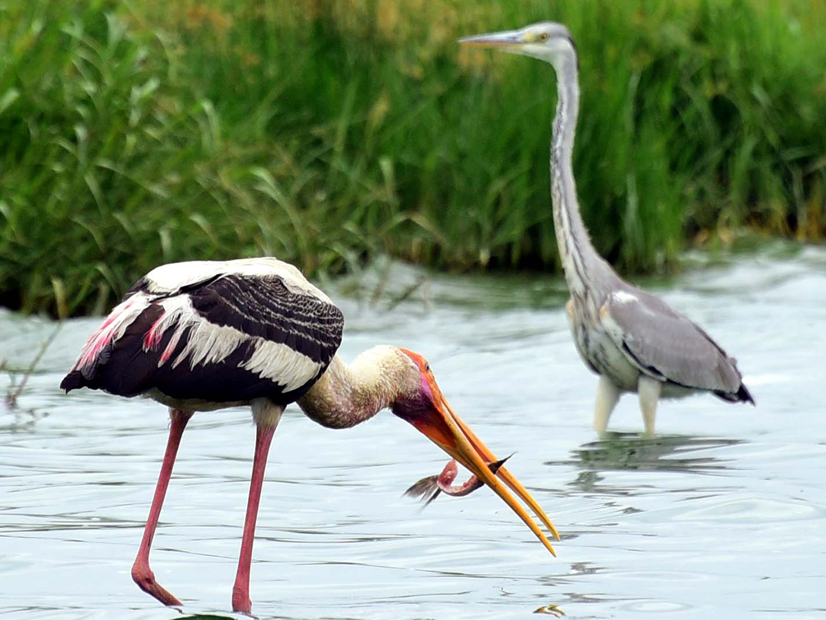 Flamingo Birds in Ameenpur Pond Photo Gallery - Sakshi12