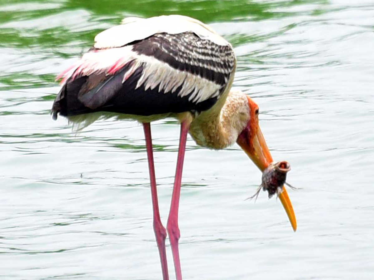 Flamingo Birds in Ameenpur Pond Photo Gallery - Sakshi13