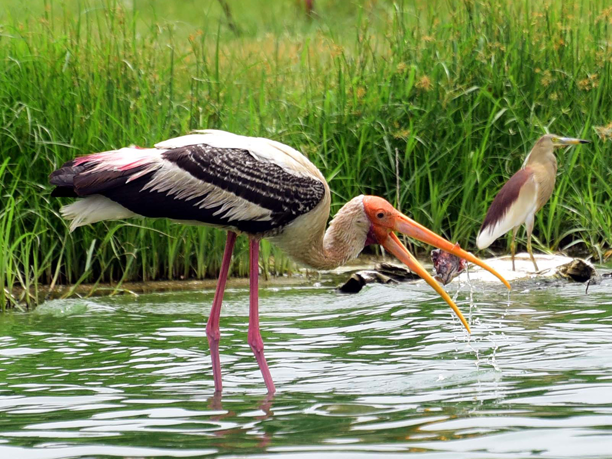 Flamingo Birds in Ameenpur Pond Photo Gallery - Sakshi14