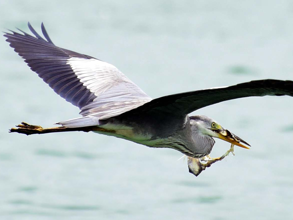 Flamingo Birds in Ameenpur Pond Photo Gallery - Sakshi15