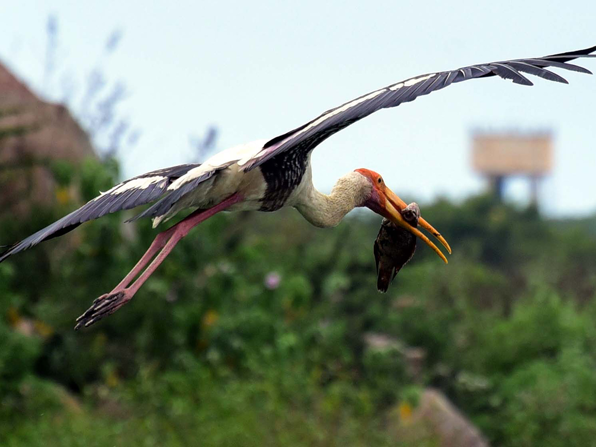 Flamingo Birds in Ameenpur Pond Photo Gallery - Sakshi16