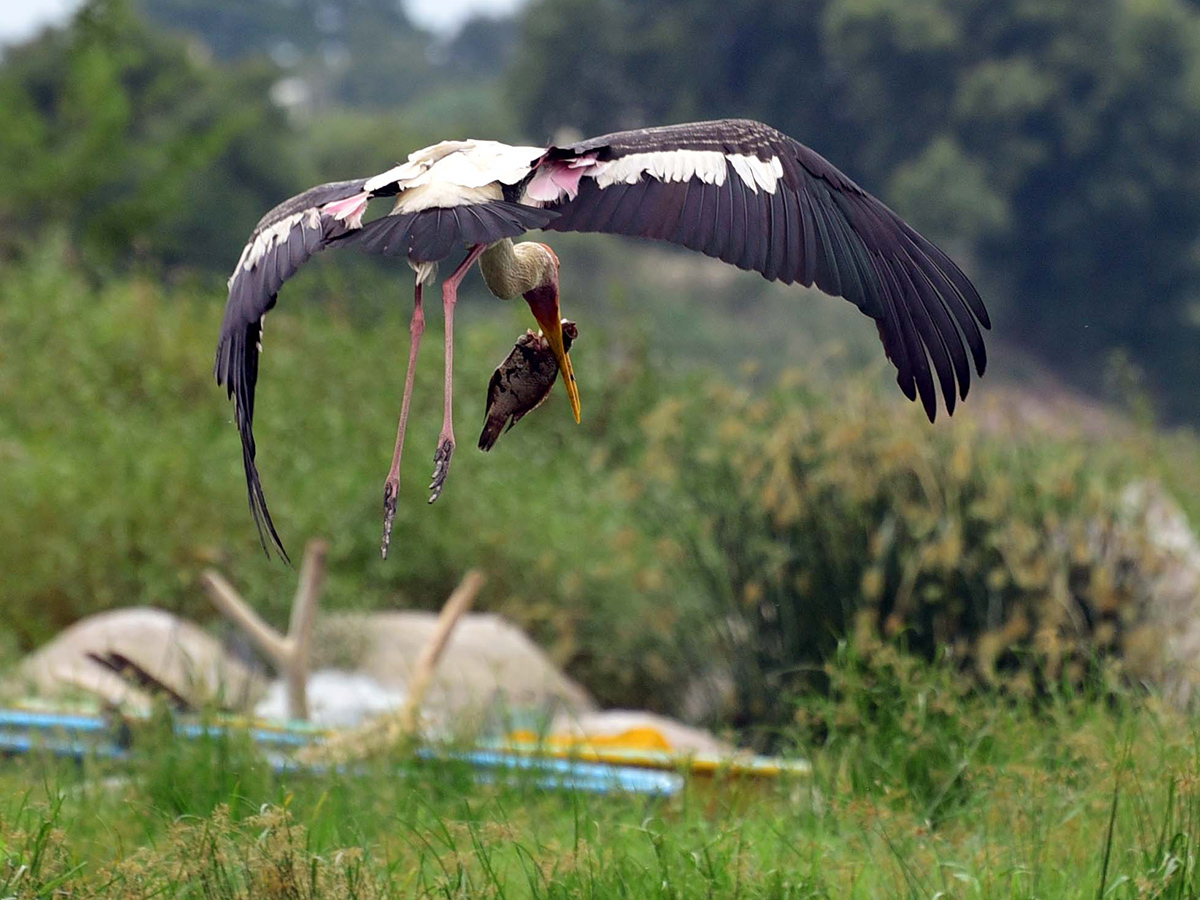 Flamingo Birds in Ameenpur Pond Photo Gallery - Sakshi17