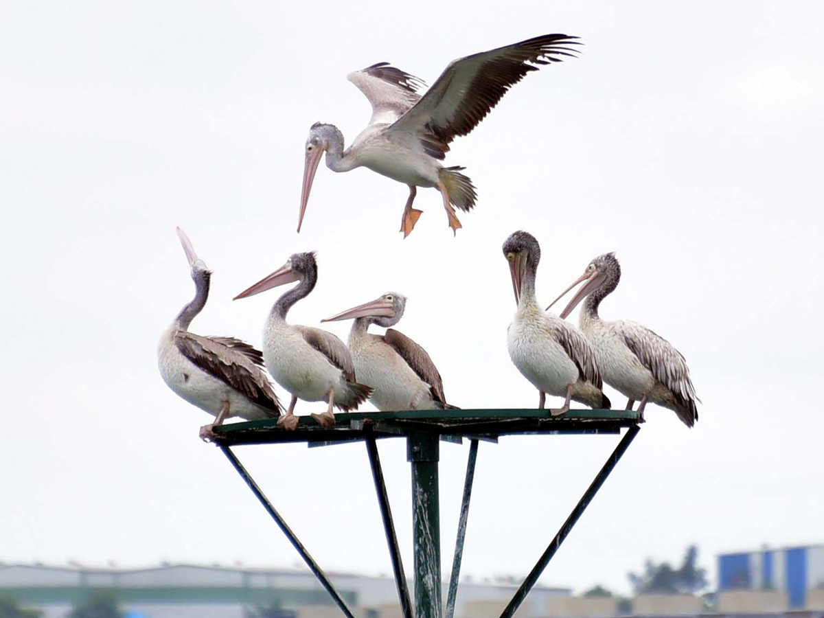 Flamingo Birds in Ameenpur Pond Photo Gallery - Sakshi2