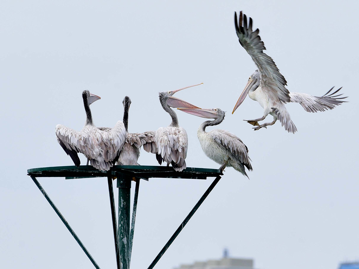 Flamingo Birds in Ameenpur Pond Photo Gallery - Sakshi18