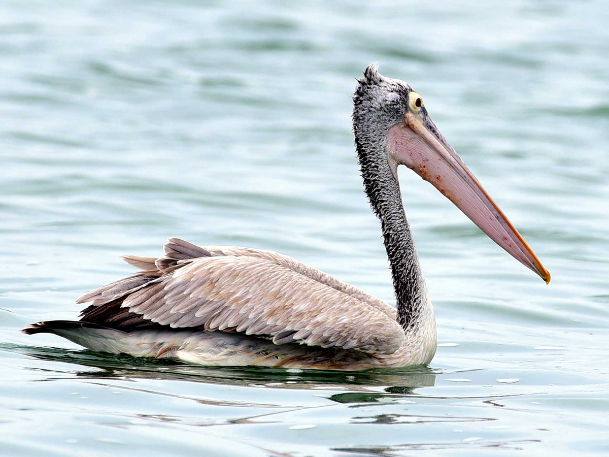 Flamingo Birds in Ameenpur Pond Photo Gallery - Sakshi19