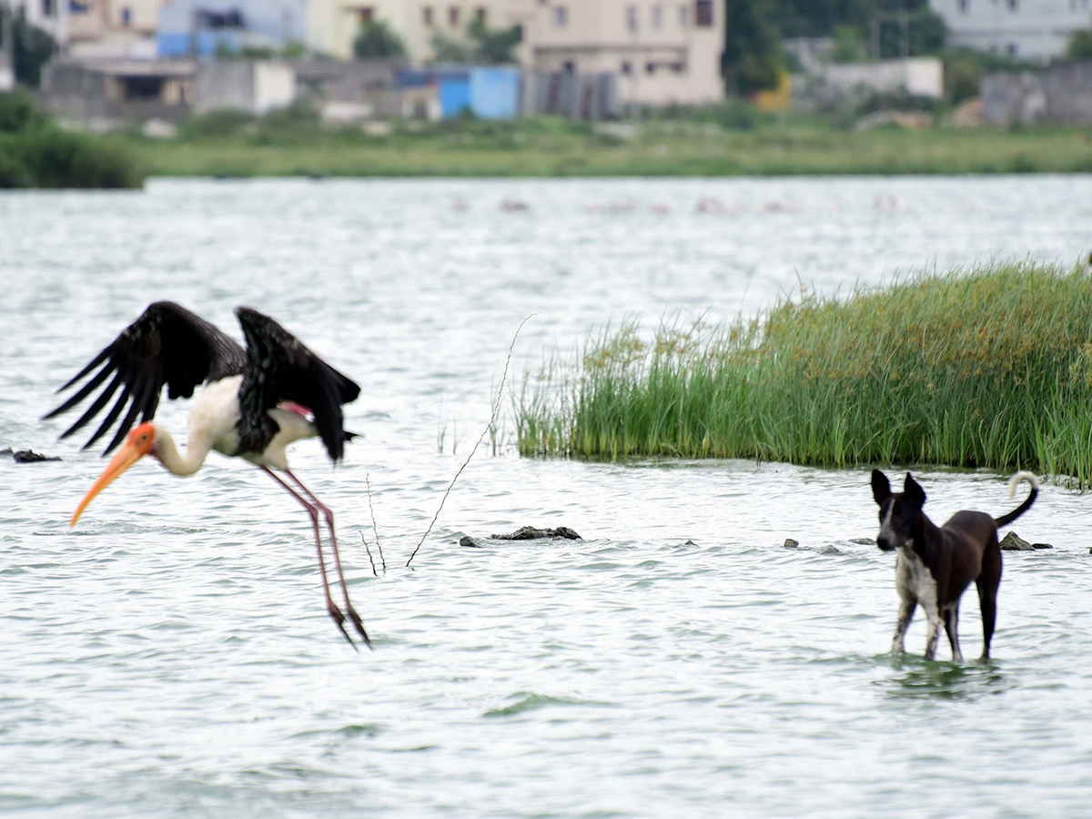 Flamingo Birds in Ameenpur Pond Photo Gallery - Sakshi3