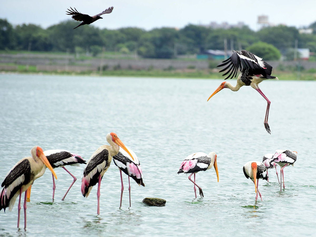 Flamingo Birds in Ameenpur Pond Photo Gallery - Sakshi4