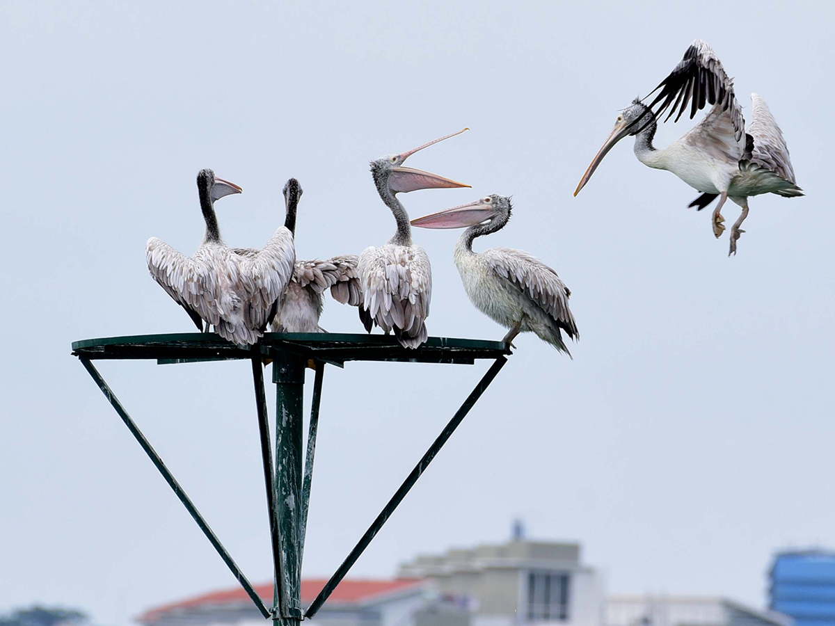 Flamingo Birds in Ameenpur Pond Photo Gallery - Sakshi6