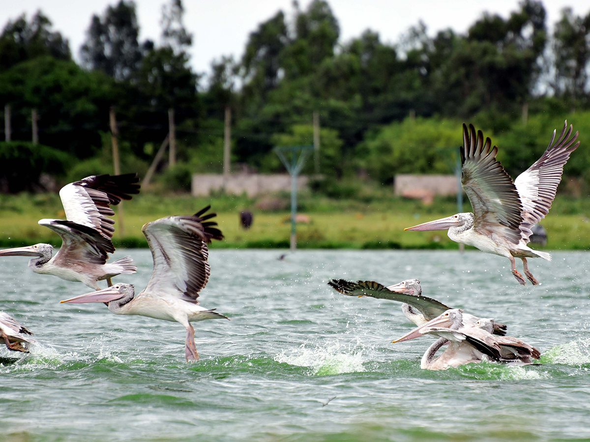 Flamingo Birds in Ameenpur Pond Photo Gallery - Sakshi8