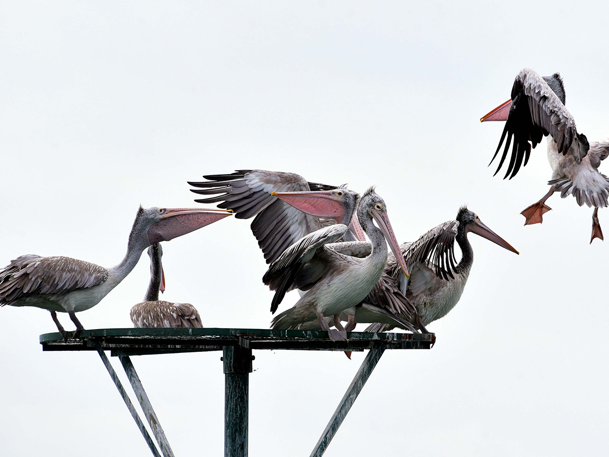 Flamingo Birds in Ameenpur Pond Photo Gallery - Sakshi9