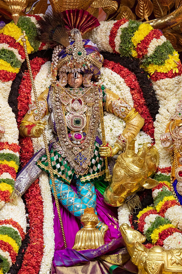 Kalpavriksha Vahanam at Tirumala Brahmotsavam Photo Gallery - Sakshi8