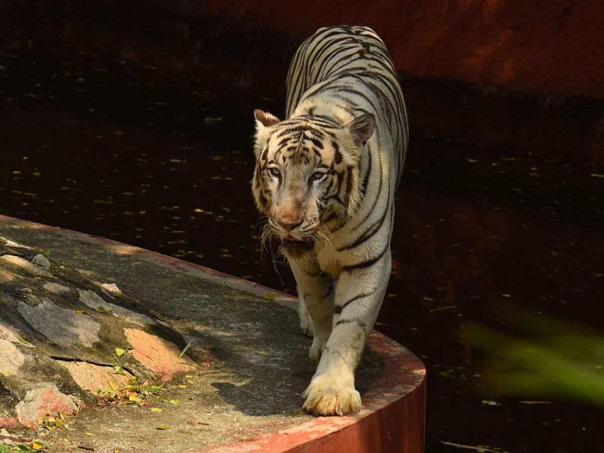 nehru zoological park of hyderabad reopen photos - Sakshi18