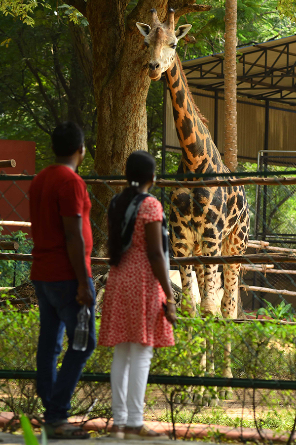 nehru zoological park of hyderabad reopen photos - Sakshi21