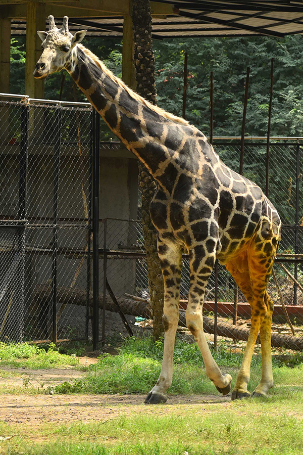 nehru zoological park of hyderabad reopen photos - Sakshi23