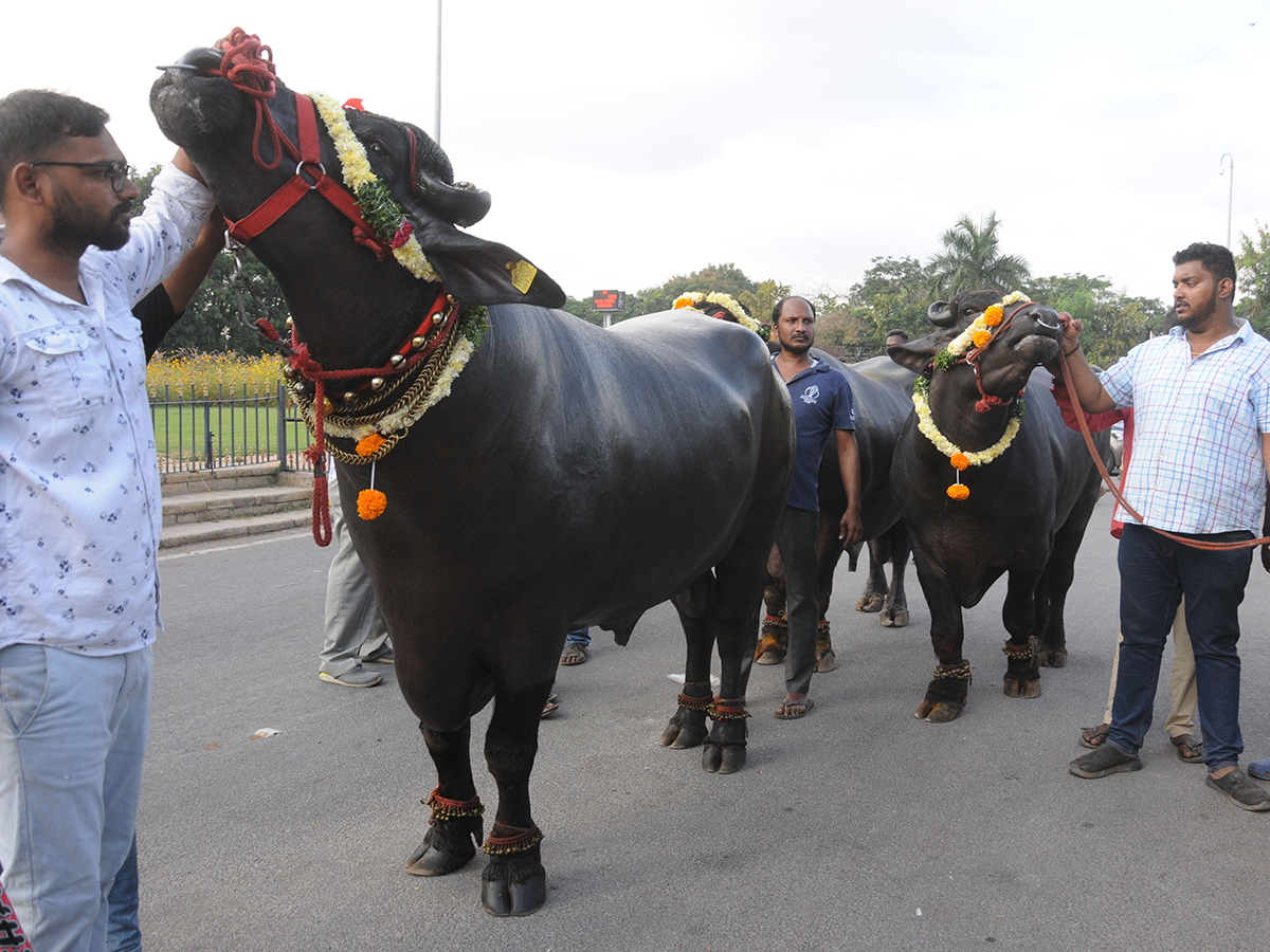 Sadar Festival Celebrations 2020 Photo Gallery  - Sakshi15