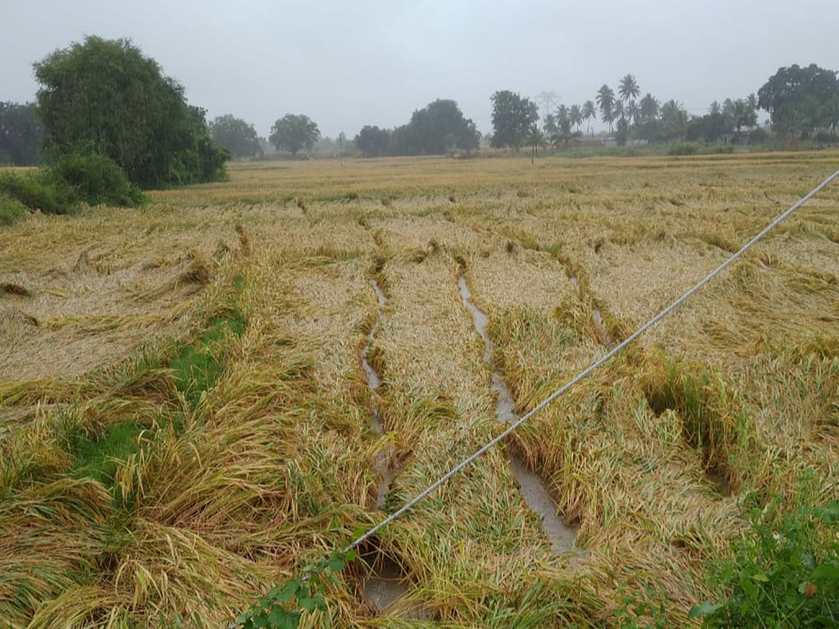 Nivar Cyclone in Tirupati Photos - Sakshi22