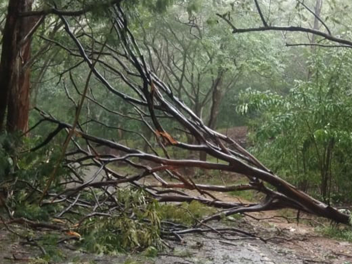 Nivar Cyclone in Tirupati Photos - Sakshi42