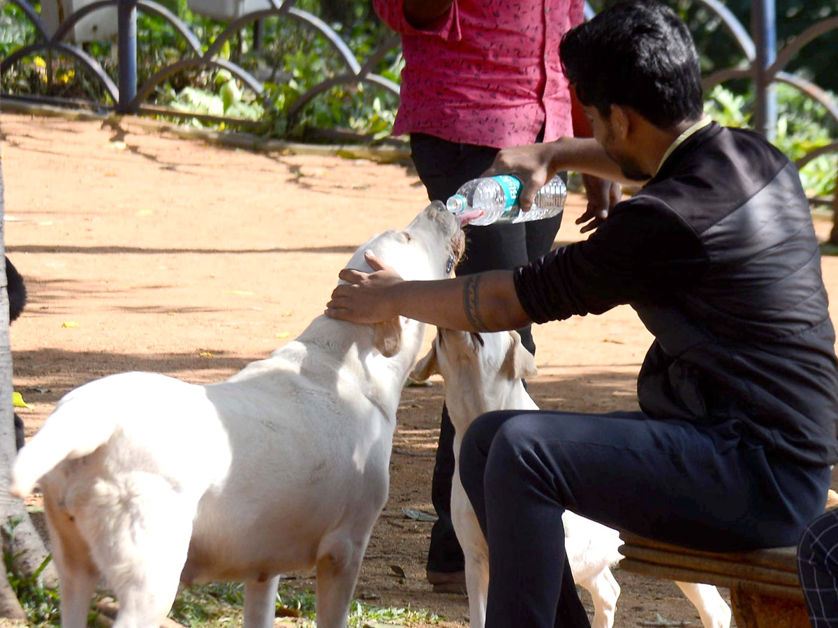 street and treet dogs photo gallery - Sakshi5