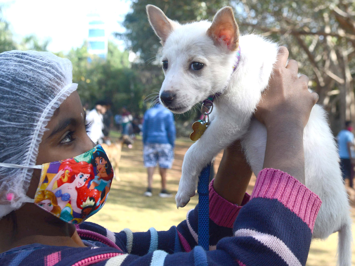 street and treet dogs photo gallery - Sakshi6