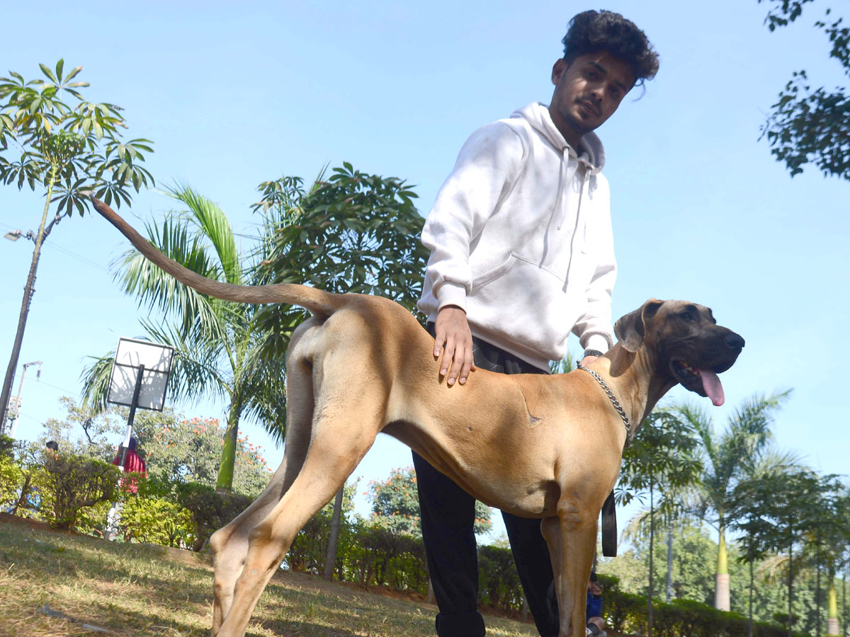 street and treet dogs photo gallery - Sakshi7