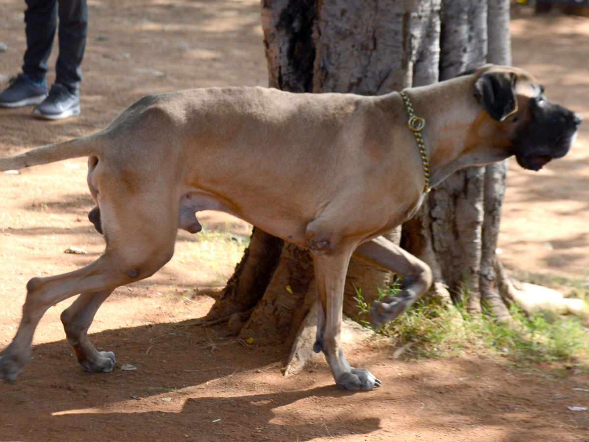 street and treet dogs photo gallery - Sakshi8