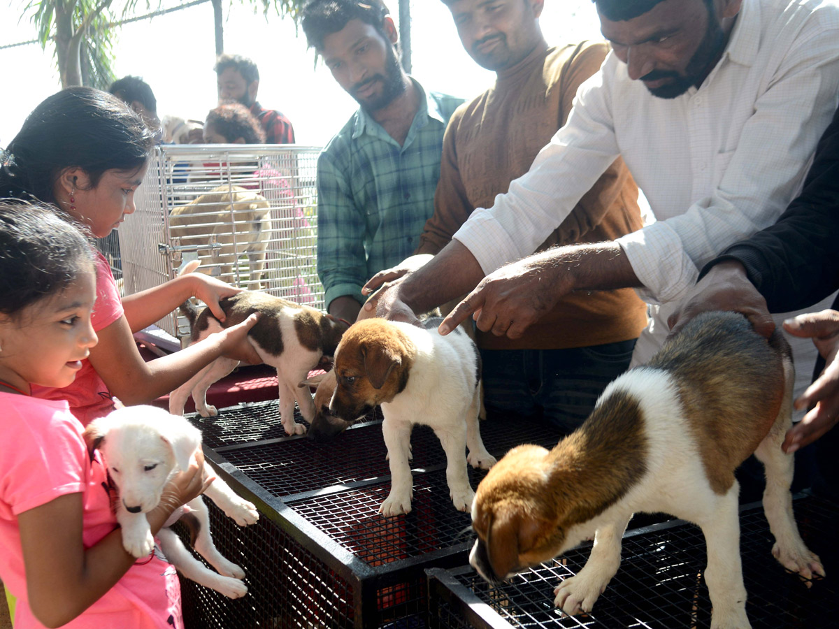 street and treet dogs photo gallery - Sakshi14