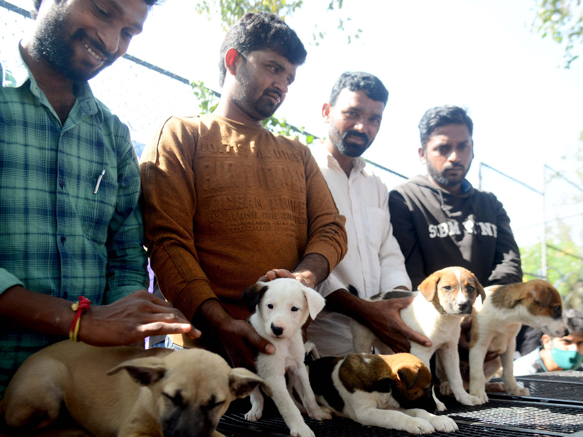 street and treet dogs photo gallery - Sakshi15