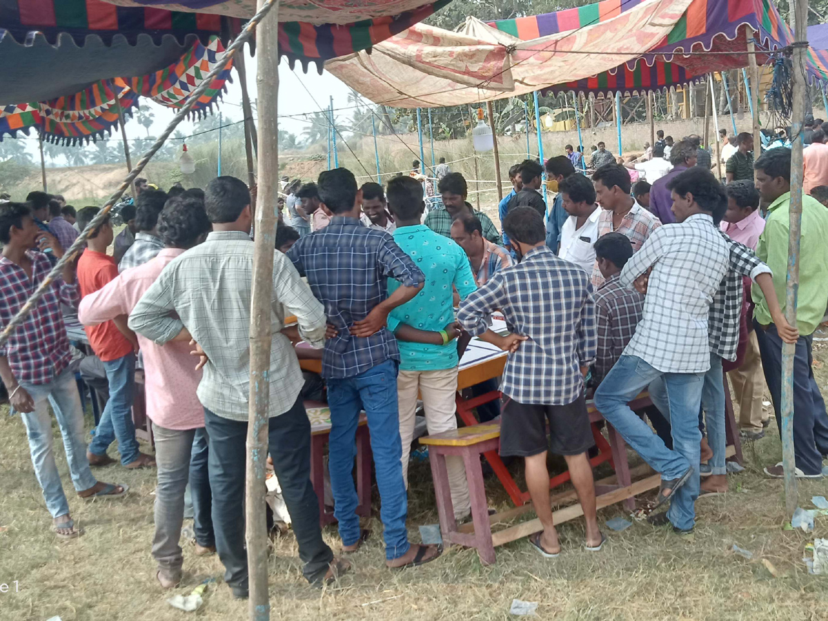 Cock Fighting Sankranti Festival Celebrations In Andhra Pradesh Photo Gallery - Sakshi3