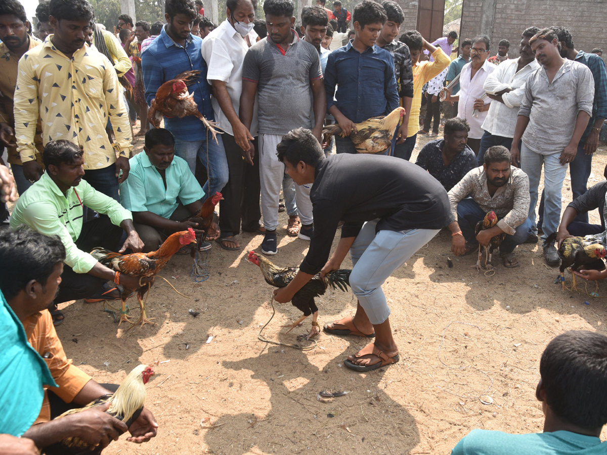 Cock Fighting Sankranti Festival Celebrations In Andhra Pradesh Photo Gallery - Sakshi13