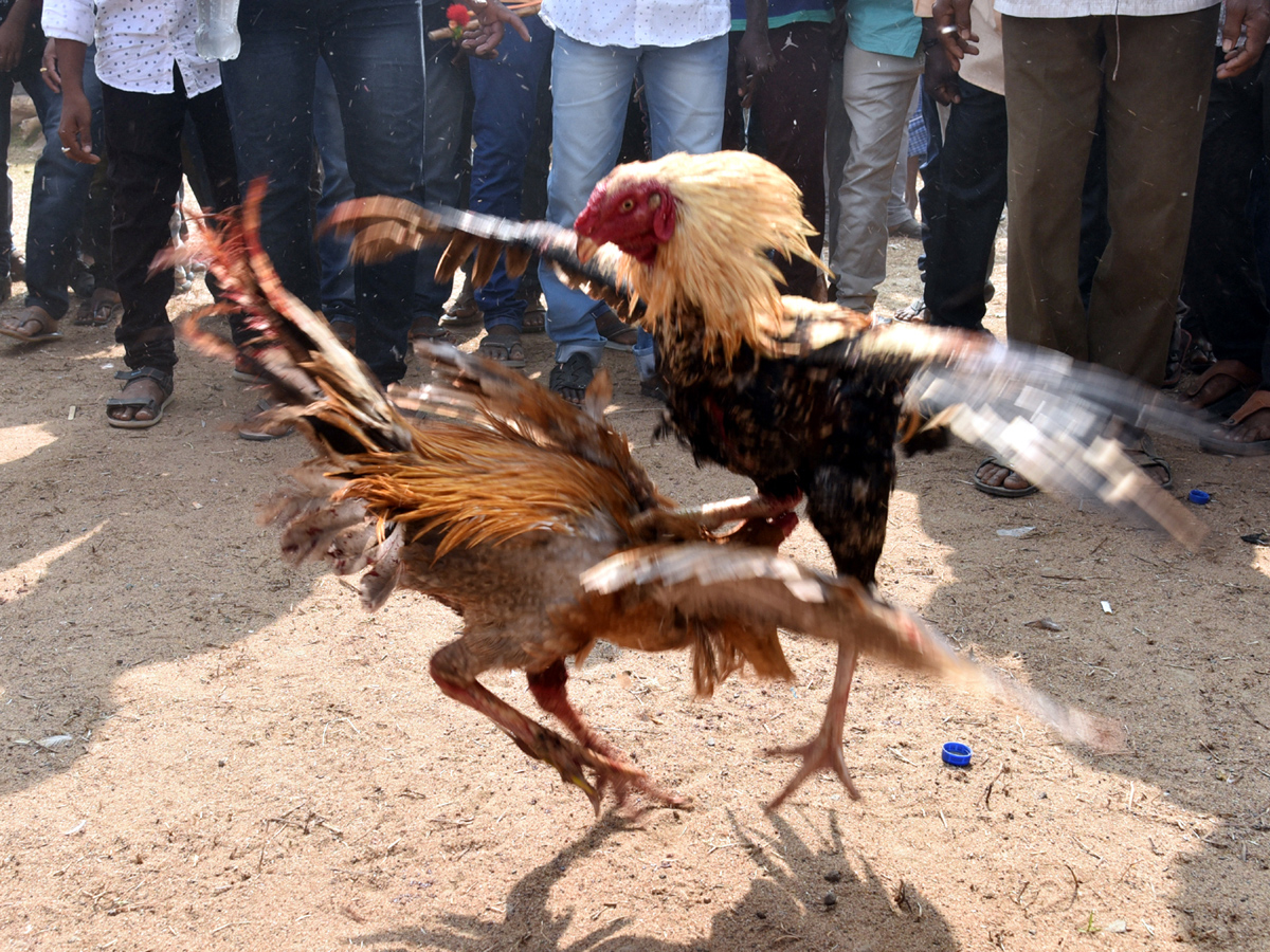 Cock Fighting Sankranti Festival Celebrations In Andhra Pradesh Photo Gallery - Sakshi14