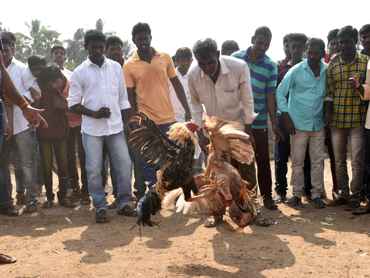 Cock Fighting Sankranti Festival Celebrations In Andhra Pradesh Photo Gallery - Sakshi15