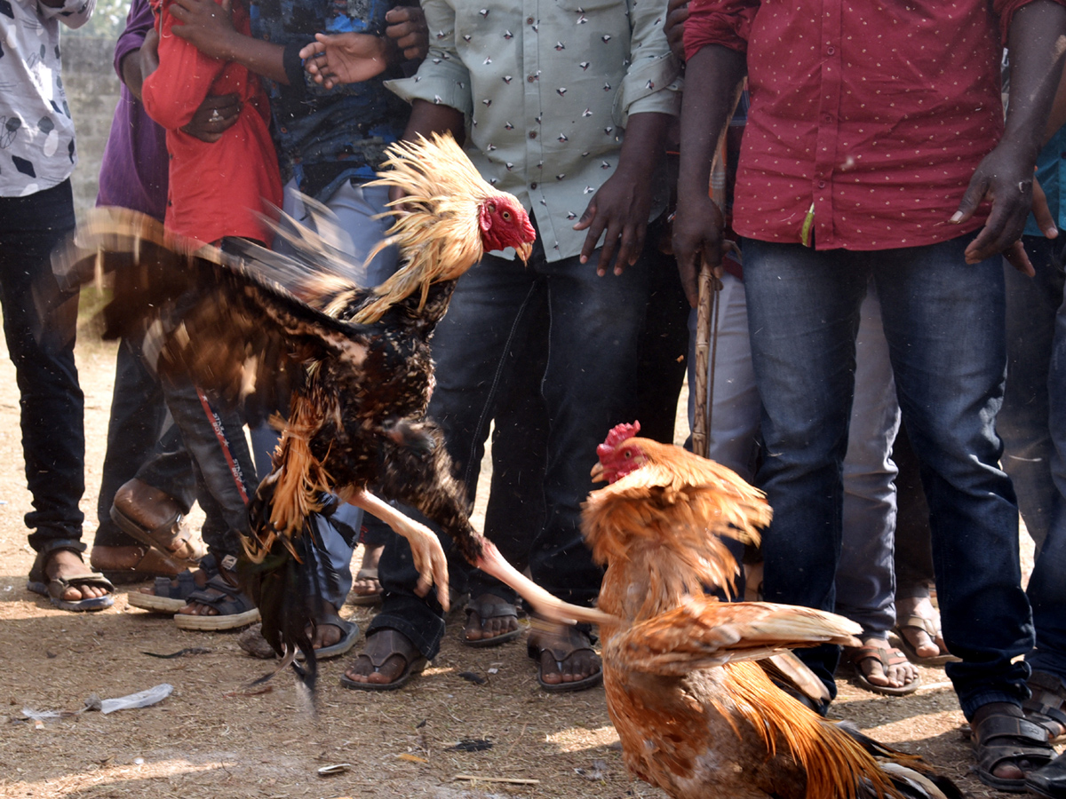 Cock Fighting Sankranti Festival Celebrations In Andhra Pradesh Photo Gallery - Sakshi16